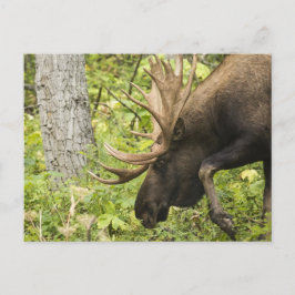 Cartão Postal Moose Sensante