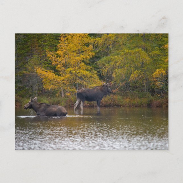 Cartão Postal Moose Time Two (Frente)