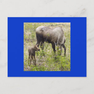 Cartão Postal Moosecalf
