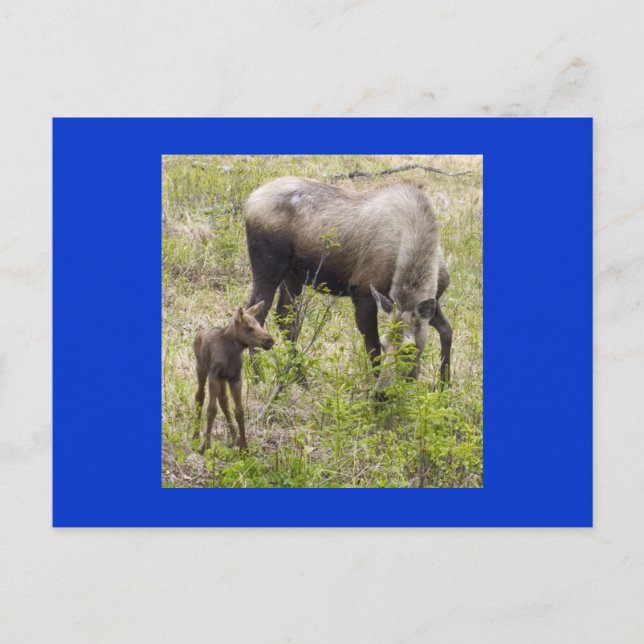 Cartão Postal Moosecalf (Frente)