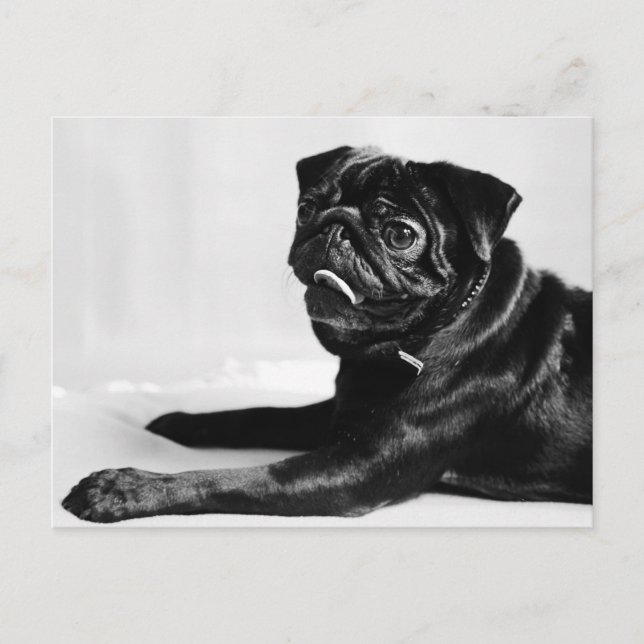 Cartão Postal Mops (Frente)