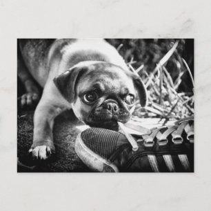 Cartão Postal Mops de Reprodução Adoráveis