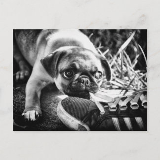 Cartão Postal Mops de Reprodução Adoráveis