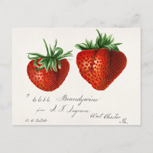Cartão Postal Morangos (Fragaria) Fruta