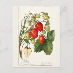 Cartão Postal Morangos (Fragaria) Fruta