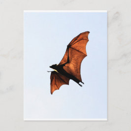 Cartão Postal morcego fruta (raposa voadora)