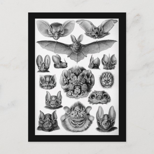 Cartão Postal Morcegos! (Frente)