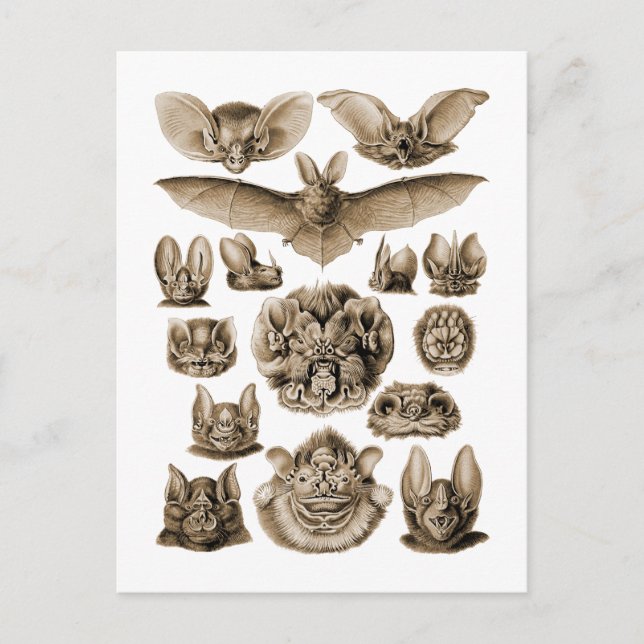 Cartão Postal Morcegos (Frente)