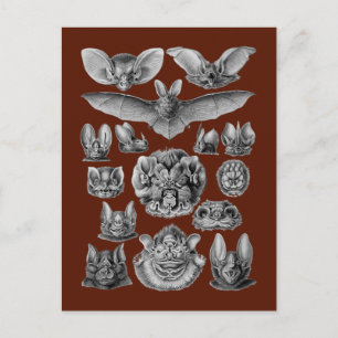 Cartão Postal Morcegos