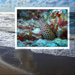 Cartão Postal Moreia favo de mel espreitando do coral