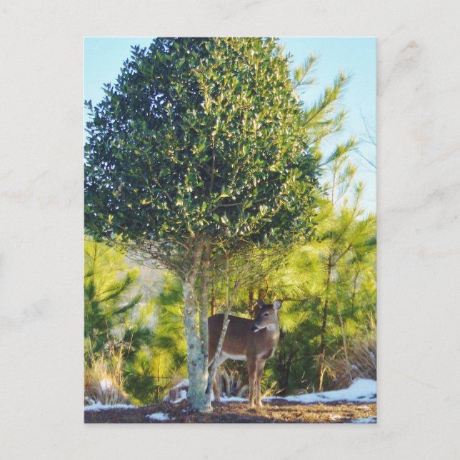 Cartão Postal Moreira de veado e Holly na neve (Frente)