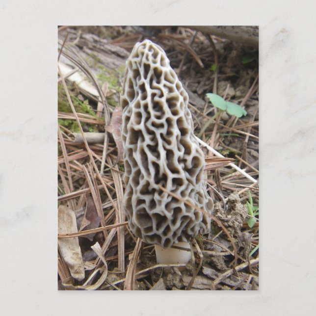 Cartão postal Morel Mushroom (Frente)