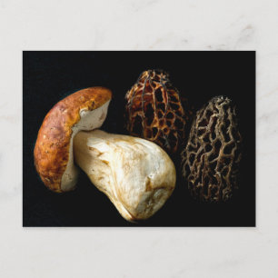 Cartão Postal Morels e o Rei Bolete