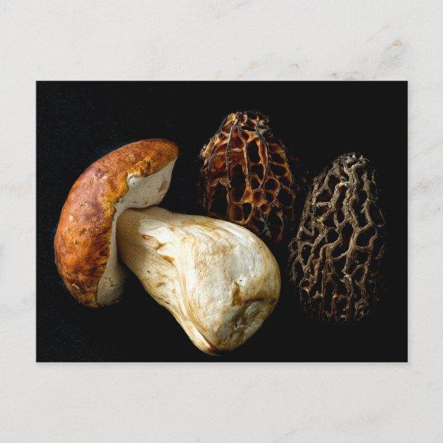 Cartão Postal Morels e o Rei Bolete (Frente)