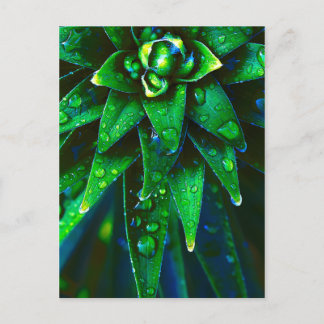 Cartão Postal Morning Dew On Plant