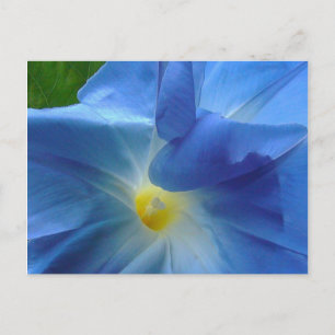 Cartão Postal MORNING GLORY ~ Postar placa