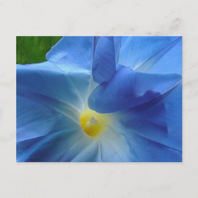 Cartão Postal MORNING GLORY ~ Postar placa (Frente)