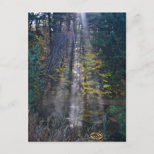 Cartão Postal Morning Vermont Forest (Frente)
