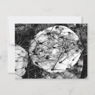 Cartão Postal Morto Cactus