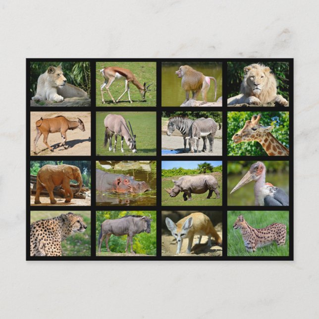 Cartão Postal Mosaico de animais africanos (Frente)
