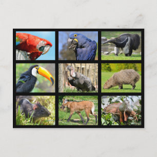 Cartão Postal mosaicos animais sul-americanos