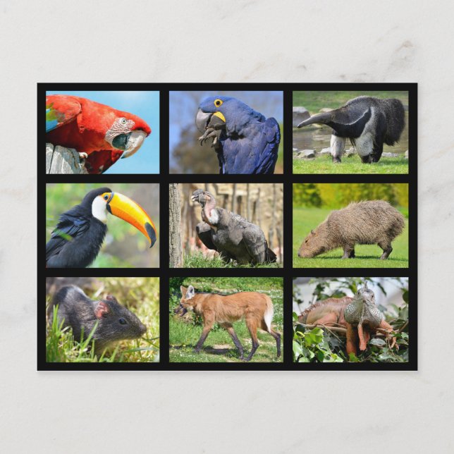 Cartão Postal mosaicos animais sul-americanos (Frente)