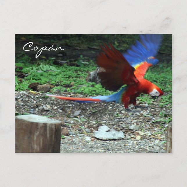 Cartão Postal mosca-escarlate (Frente)