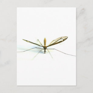 Cartão Postal mosquito