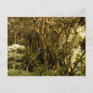 Cartão Postal Moss da Floresta Tropical do Peru cobertos