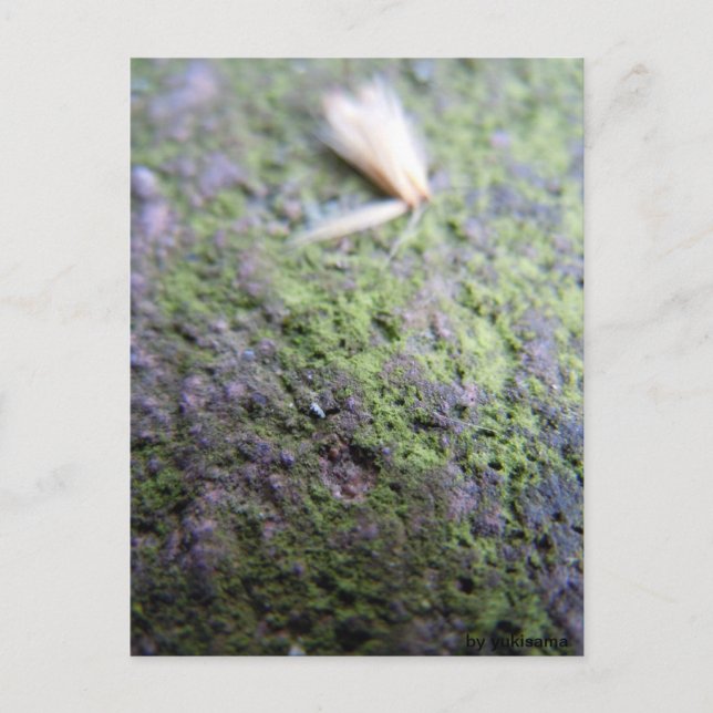 Cartão postal - Moß&Pollen (Frente)