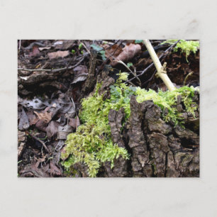 Cartão Postal Mosses, Cartão-postal de despertar Primavera