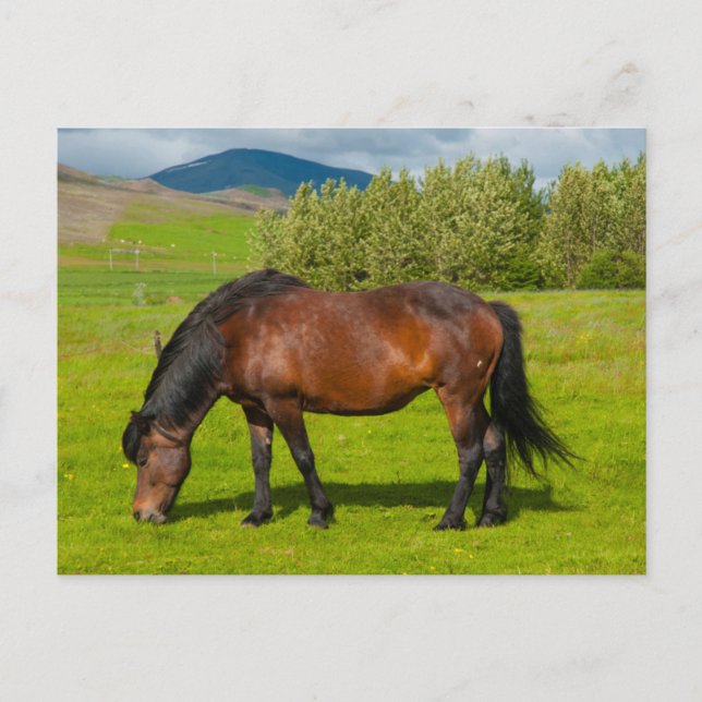 Cartão Postal Mossfellsbaer Cavalo Islandês (Frente)