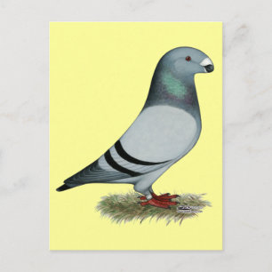 Cartão Postal Mostrar conceito de racer