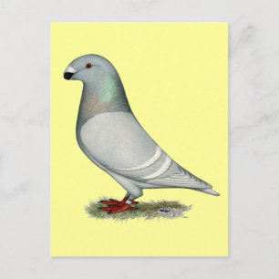 Cartão Postal Mostrar o conceito de racer Hen