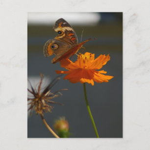 Cartão Postal Moth Coreopsis