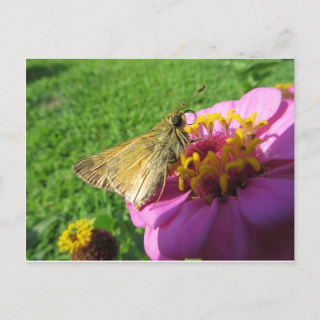 Cartão Postal Moth On Flower (Frente)