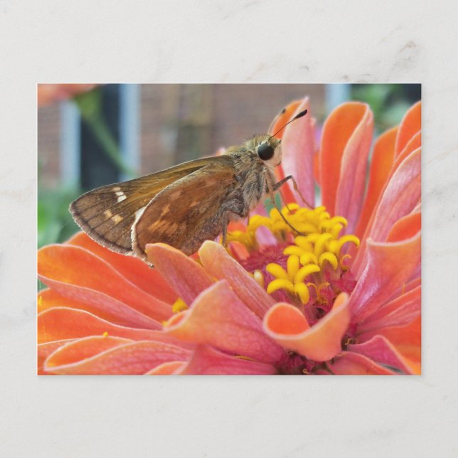 Cartão Postal Moth On Orange Flower (Frente)