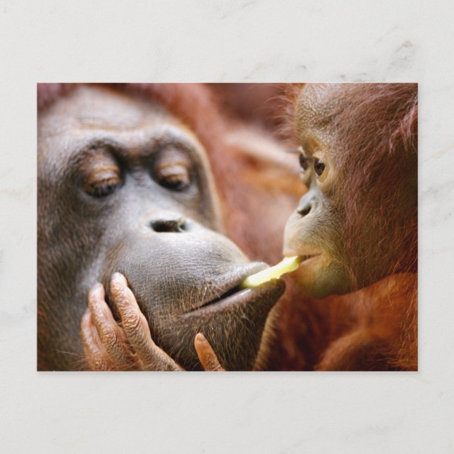 Cartão Postal Mother & Baby Orangutan (Frente)