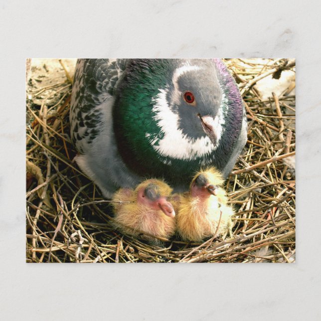 Cartão Postal Mothers Day Postcard (Frente)