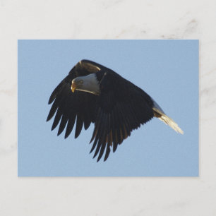 Cartão Postal Motivação BALD EAGLE