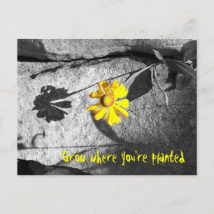 Cartão postal Motivacional "Cresça onde está plant
