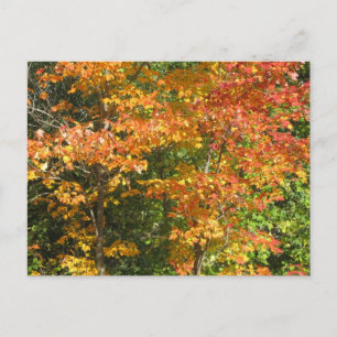 Cartão Postal Motivo da mudança