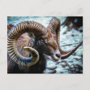 Cartão Postal Mouflon Sheep
