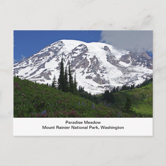 Cartão Postal Mount Rainier Paradise Meadow Postcard (Frente)
