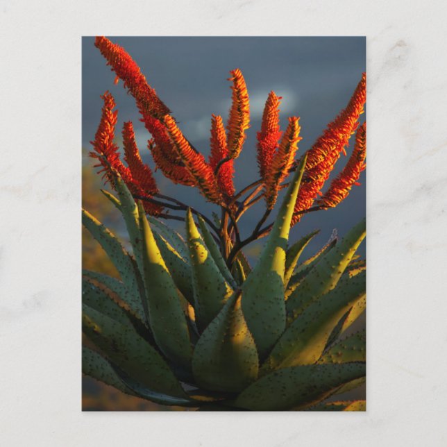 Cartão Postal Mountain Aloe (Aloe Marlothii Berger) (Frente)