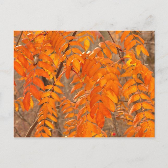 Cartão Postal Mountain Ash Leaves in Autumn (Frente)