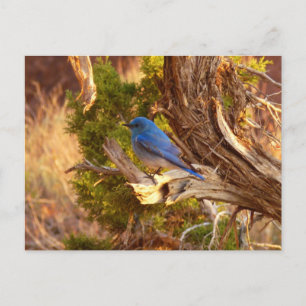 Cartão Postal Mountain Bluebird no Parque Nacional de Arches