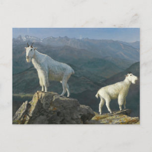 Cartão Postal Mountain Goats por Albert Bierstadt