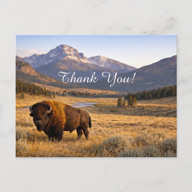 Cartão Postal Mountain Landscape American Bison Thank You (Frente)