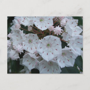 Cartão Postal Mountain Laurel Blossoms Postcard